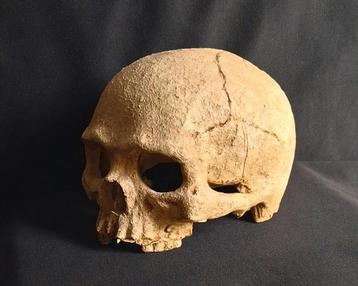 mensenschedel afgietsel mysterieuze schedel mens beschikbaar voor biedingen