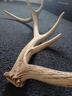 Herten Gewei - 2 Stangen, Ophalen of Verzenden, Gebruikt