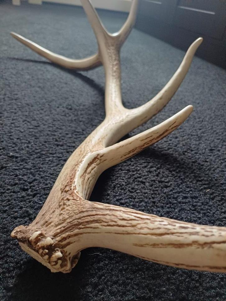 Herten Gewei - 2 Stangen, Huis en Inrichting, Woonaccessoires | Wanddecoraties, Gebruikt, Ophalen of Verzenden