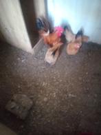 Broed eitjes van Chabo krieltjes, Dieren en Toebehoren, Pluimvee | Toebehoren, Ophalen of Verzenden, Nieuw, Overige typen