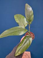 Rhaphidophora Tetrasperma Megaphylla p12 (1), Ophalen of Verzenden, Halfschaduw, Minder dan 100 cm