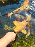 Koi's te koop, Dieren en Toebehoren, Karper of Koi