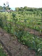 Amelanchier arborea Robin Hill/ krentenboom, Ophalen, Halfschaduw, Overige soorten, Lente