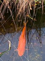 Vijvervissen gratis, Karper of Koi