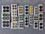 Knopenkaartjes, Hobby en Vrije tijd, Naaien en Fournituren, Ophalen of Verzenden, Nieuw, Knoop of Knopen