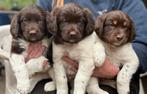 Bruine lieve Friese Stabij pups, Reu, 8 tot 15 weken, Meerdere, Middel