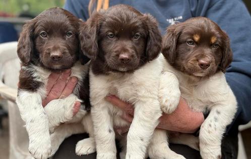 Bruine lieve Friese Stabij pups, Dieren en Toebehoren, Honden | Niet-rashonden, Middel, Reu, Particulier, Meerdere, Nederland