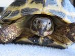 Reptielen (kinder)feestje/ demonstratie, Hagedis, 0 tot 2 jaar