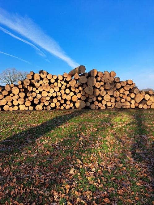 Brandhout,Eiken,Stamhout,Rondhout,Boomstammen,Eikenstammen, Tuin en Terras, Haardhout, Stammen, Eikenhout, 6 m³ of meer, Ophalen of Verzenden
