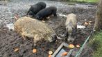 Mangalitza wolvarkenzeugen 1,5 jaar oud. Geslachtsrijp, Geit