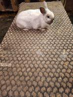 Dwerg konijn, Dieren en Toebehoren, Konijnen, Vrouwelijk, Dwerg, 0 tot 2 jaar