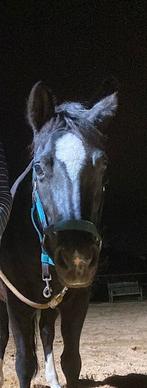 Weidemaatje / coachingspony, Dieren en Toebehoren, Paarden, Merrie, Minder dan 160 cm, Met stamboom, Niet van toepassing