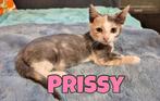 Kitten Prissy, Dieren en Toebehoren, Katten en Kittens | Overige Katten, Poes, Kortharig, 0 tot 2 jaar