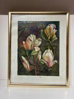 Magnolia Schilderij, Ophalen of Verzenden