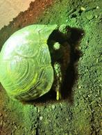 Koppel russchische vierteenlandschildpadden plus terrarium, Dieren en Toebehoren, Reptielen en Amfibieën, Schildpad, Tam, 11 jaar of ouder