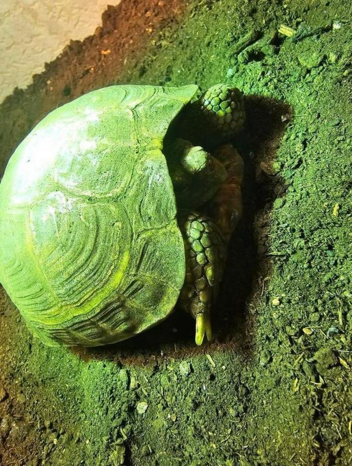 Koppel russchische vierteenlandschildpadden plus terrarium, Dieren en Toebehoren, Reptielen en Amfibieën, Schildpad, 11 jaar of ouder