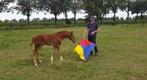 Natural Horsemanship, Grondwerk, Dressuur Natuurlijk, Diensten en Vakmensen, Dieren | Paarden | Verzorging, Oppas en Les, Gedragstraining