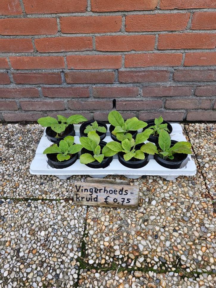 Vingerhoedskruid planten, Tuin en Terras, Planten | Tuinplanten, Tweejarig, Overige soorten, Halfschaduw, Zomer, Ophalen