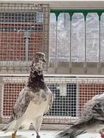 Koppel boedapester hoogvliegers, Meerdere dieren