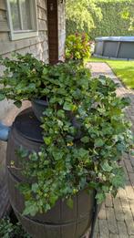 Hedera planten 20 stuks, Tuin en Terras, Ophalen, Overige soorten, 100 tot 250 cm