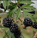 Dornloze bramenstruik, Tuin en Terras, Planten | Tuinplanten, Ophalen, Lente, Vaste plant, Overige soorten