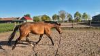 Stalling gezocht!, Stalling