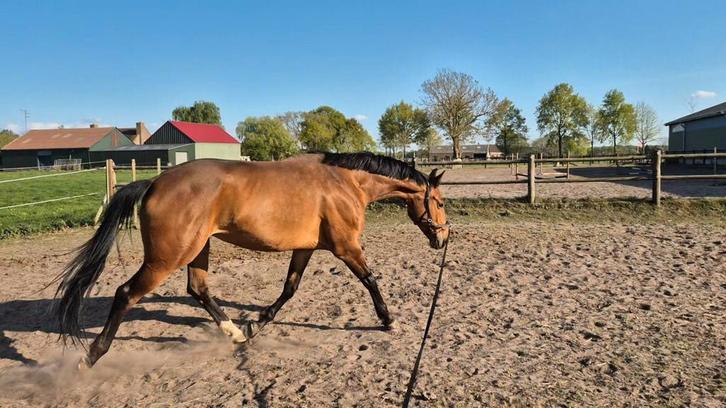 Stalling gezocht!, Dieren en Toebehoren, Stalling en Weidegang, Stalling