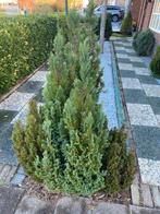 7 Korniveren Zuilbomen - Zelf Uitgraven, Tuin en Terras, Planten | Bomen, Volle zon, Bloeit niet, Ophalen of Verzenden, Minder dan 100 cm