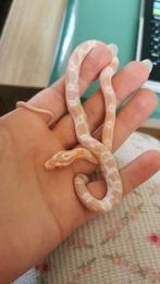 Snow Rattenslang, Slang, Met terrarium, 0 tot 2 jaar