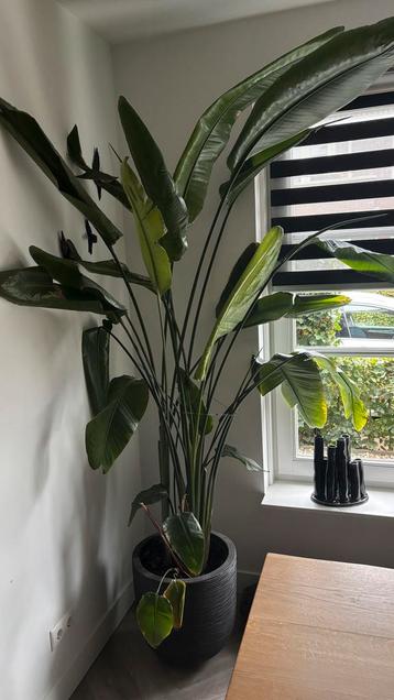 Strelitzia Nicolai in Capi Bloempot beschikbaar voor biedingen