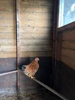 Wyandotte hanen, Dieren en Toebehoren, Mannelijk, Kip