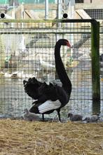 Zwarte zwanen | Mannen van 2 jaar | Passend advies, Dieren en Toebehoren, Pluimvee, Mannelijk, Gans of Zwaan