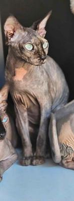 Herplaatser sphynx poes, Dieren en Toebehoren, Poes