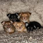 Langharige chihuahua pups, Particulier, Meerdere, 8 tot 15 weken, Meerdere dieren