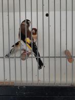 Koppel majoorputters., Meerdere dieren, Wildzangvogel