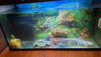 Aquarium met volwassen axolotl man, Ophalen, Zo goed als nieuw