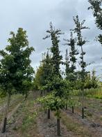 Te koop Japanse notenbomen, Ophalen, Volle zon, Overige soorten