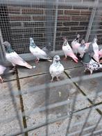 Pakistaanse hoogvliegers