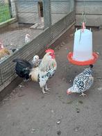 Hollandsekriel citroenporselein, Meerdere dieren, Kip