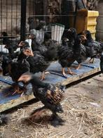 Brahma kuikens goud zwart gezoomd, Dieren en Toebehoren, Pluimvee, Geslacht onbekend, Kip