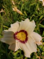 Witte Daglelie - 30 stuks, Tuin en Terras, Planten | Tuinplanten, Volle zon, Vaste plant, Zomer, Ophalen