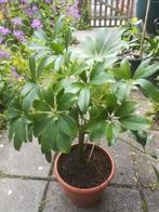 Schefflera, Ophalen, Overige soorten, Halfschaduw, Minder dan 100 cm