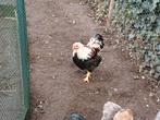 Gratis wyandotte Haan kriel. 2 stuks, Dieren en Toebehoren, Pluimvee, Mannelijk, Kip