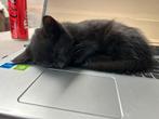 Te koop 3 zwarte kittens, Dieren en Toebehoren, Meerdere dieren
