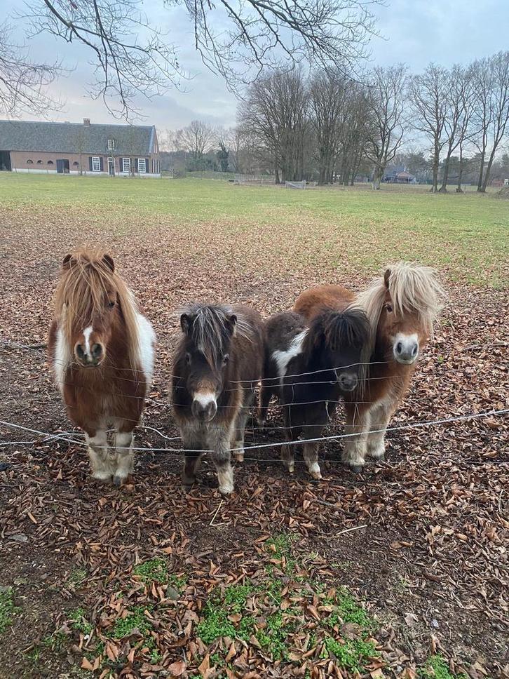 4 pony’s te koop, minipaardjes, shetlanders, Dieren en Toebehoren, Pony's, Merrie, A pony (tot 1.17m), Gechipt