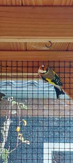 Majoor Putter, Dieren en Toebehoren, Vogels | Overige Vogels, Mannelijk, Wildzangvogel