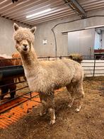 Witte Alpaca Ruin Wim, halstermak 8 jaar oud, Juni, Mannelijk