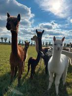 Alpaca merrie dieren alpacas, Ophalen of Verzenden, Vee