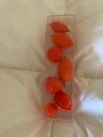 Forel dobbers 7 stuks, Ophalen of Verzenden, Nieuw, Dobber of Lood