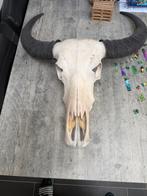 Schedel waterbuffel, Huis en Inrichting, Woonaccessoires | Wanddecoraties, Ophalen of Verzenden, Zo goed als nieuw